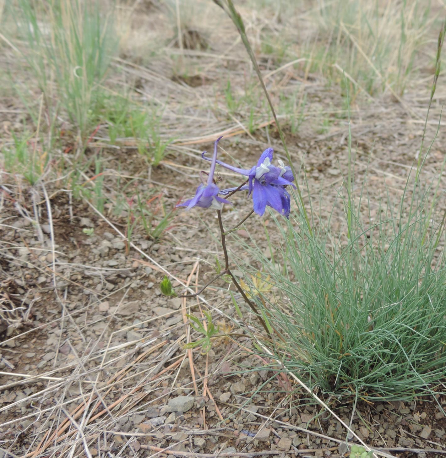Wildflower